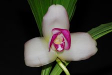 Lycaste_0020_Reina_0020_del_0020_Cisne_0020__0027_Camila_0020_Amanecer_0027__0020_H00846.jpg