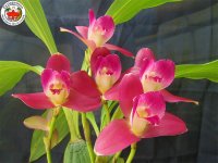 Lycaste_0020_Reina_0020_del_0020_Cisne_0020__0027_Camila_0027_.jpg