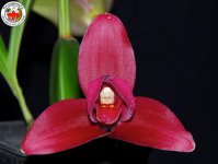 Lycaste_0020_Reina_0020_Del_0020_Cisne_0020__0027_Camila_ХХХ__0020__0023_8.jpg