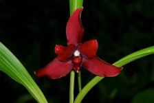 Lycaste Reina del Cisne 'Chocolate'.jpg