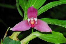 Lycaste_0020_Reina_0020_del_0020_Cisne_0020__0027_George_0027_.JPG