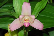 Lycaste_0020_Reina_0020_del_0020_Cisne_0020__0027_Llubia_0027__0020__0023_1.JPG