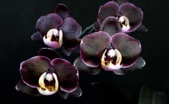 Dtps. Ever Spring Prince Black Ruby.jpg