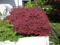 acer_palmatum_dissectum_garnet.jpg