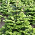 Abies koreana Tordis.jpg