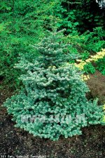 Abies koreana Blue Emperor.jpg