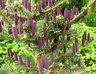 Abies koreana Blue Emperor2.jpg