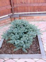 Abies koreana Blue Emperor3.jpg