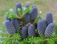 Abies koreana Blue Emperor4.jpg