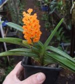 Ascocentrum miniatum a.JPG