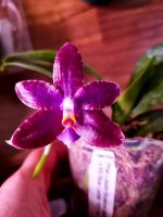 QM314-Phal. Lioulin Bluebird #2 dark blue flat x KS Blue Ludde 1.jpg