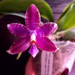 QM314-Phal. Lioulin Bluebird #2 dark blue flat x KS Blue Ludde 3.jpg