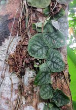 Monstera_dubia_in_Calanoa_Reserve,_Colombia.jpg