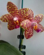 Phal. (Misty Amboman x Maritea) F.D (2).JPG