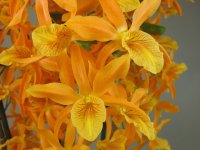 dendrobium_stardust_firebird.jpg