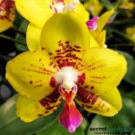 Phalaenopsis Summer Lady.jpg