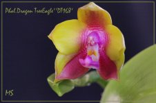 Phal.Dragon TreeEagle''DT168'.jpg