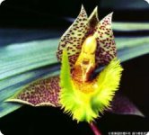 catasetum fimbriatum _golden horizon_.jpg