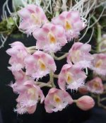 clowesia-jumbo-grace-jumbo-orchids-foto-776.jpg