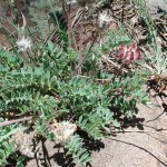 Astragalus-troglodytus-P-_0.jpg