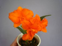 image-orchidfloriculture-6835.jpg