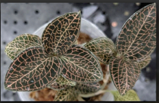 Anoectochilus roxburghii hayata Pointed leaves 1,7.png