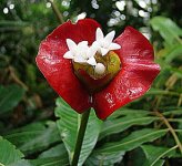 Psychotria_elata,_the_Hairless_Hotlips_(9381777100).jpg