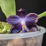 MCL63 Phal. Mituo Purple Dragon ‘blue whale‘ 1.jpg