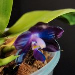 MCL63 Phal. Mituo Purple Dragon ‘blue whale‘ 2.jpg