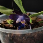 MCL63 Phal. Mituo Purple Dragon ‘blue whale‘ 3 .jpg