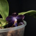 MCL63 Phal. Mituo Purple Dragon ‘blue whale‘ 4 .jpg