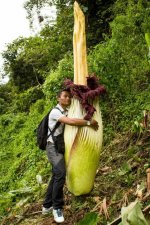 picture_of_the_day_amorphophallus_titanum_4_703.jpg