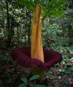 picture_of_the_day_amorphophallus_titanum_1_703.jpg