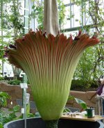 Amorphophallus-015.jpg