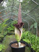 Amorphophallus-012.jpg