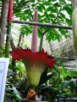 Amorphophallus-011.jpg