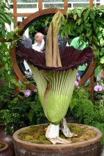 Amorphophallus-009.jpg