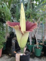 Amorphophallus-005.jpg