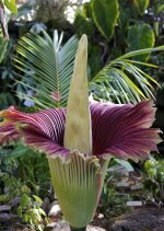 Amorphophallus-005 (1).jpg