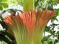 Amorphophallus-002.jpg