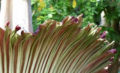 Amorphophallus-003.jpg