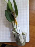C. dolosa var alba Gorgeous SM-JOGA.jpg