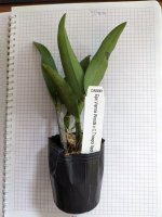 Epc.Vienna Woods x C.Thospol Spot.jpg