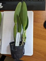 Rlc Hsinying Mariaoki Flamingo.jpg