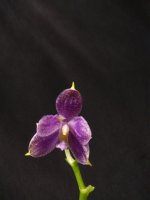 IMG_20250602_205809.jpg