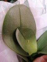 IMG_20250606_181000.jpg