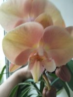 IMG20250627191957.jpg