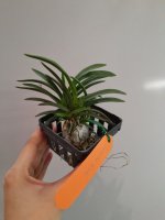 Neofinetia falcata.jpg