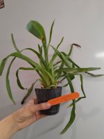 Aeranthes grandiflora x sib.jpg