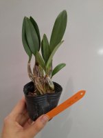 Den. lindleyi.jpg